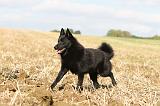 SCHIPPERKE 449